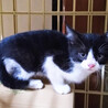 白黒猫三兄妹♀杏ちゃん約3ヵ月 サムネイル2