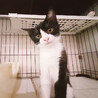 白黒猫三兄妹♀杏ちゃん約3ヵ月 サムネイル3