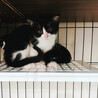 白黒猫三兄妹♀杏ちゃん約3ヵ月 サムネイル6