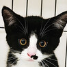 白黒猫三兄妹♀仁くん約3ヵ月 サムネイル2
