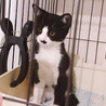 白黒猫三兄妹♀仁くん約3ヵ月 サムネイル3
