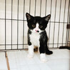 白黒猫三兄妹♀仁くん約3ヵ月 サムネイル6