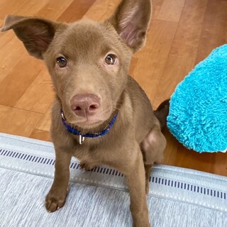 「4ヶ月　メス」キレイなチョコ色の穏やかな子犬