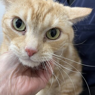 美人なアメリカンショートヘア⭐︎茶トラのメイくん