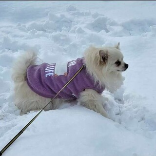 優しくてお利口さんなおとこのこ、家族を探しています