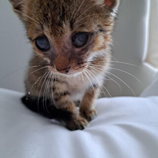 人懐っこい甘えん坊の女の子