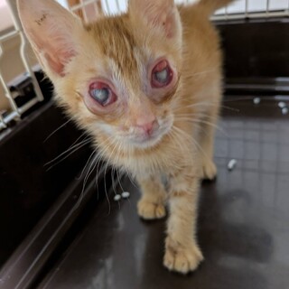 優しくしっかりものの茶トラ君