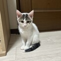 しょこたん:仲良し兄妹らいくんとペアで希望