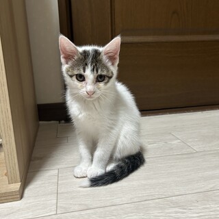 しょこたん:仲良し兄妹らいくんとペアで希望