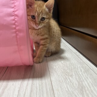 らいくん:仲良し兄妹 しょこたんとペア希望