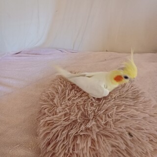 里親決まりました。