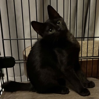 募集一時停止⭐︎2ヶ月半の女の子