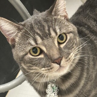 生後1歳の男の子の短足マンチカン