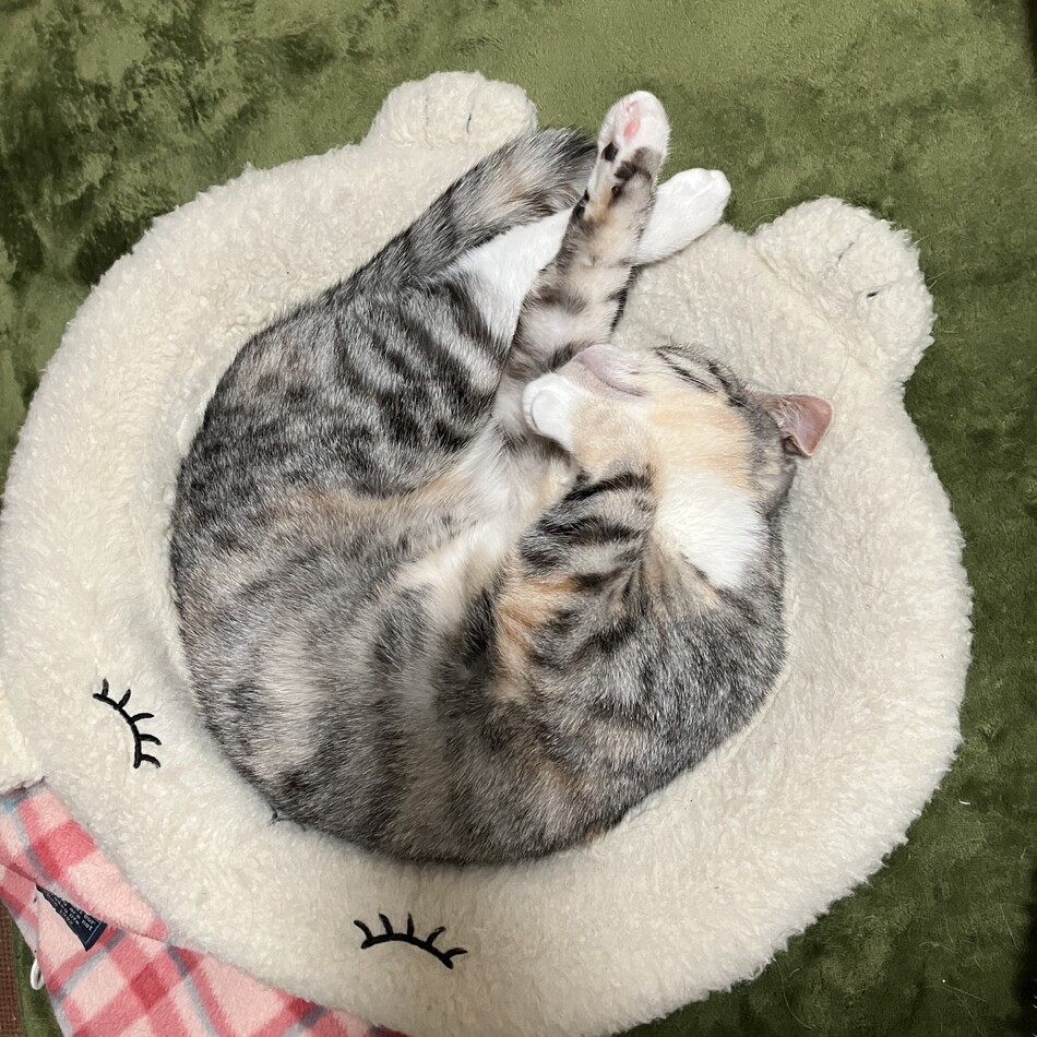 鈴(リン)のカバー写真