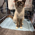 愛嬌たっぷりシャム子さん☆