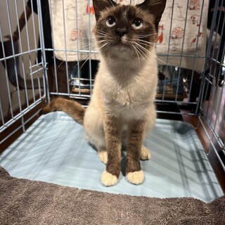 愛嬌たっぷりシャム子さん☆