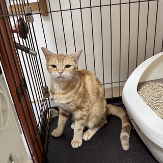 里親募集(転勤のために)