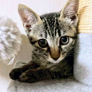 ミルクから育てました。人慣れ抜群！きじこねこ♀