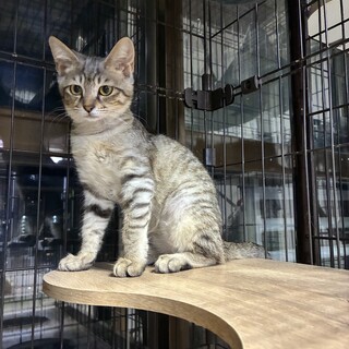 8/9ちびずお見合い会参加猫、毛並みの綺麗な子猫♀