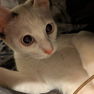 びびちゃん♀更新済み