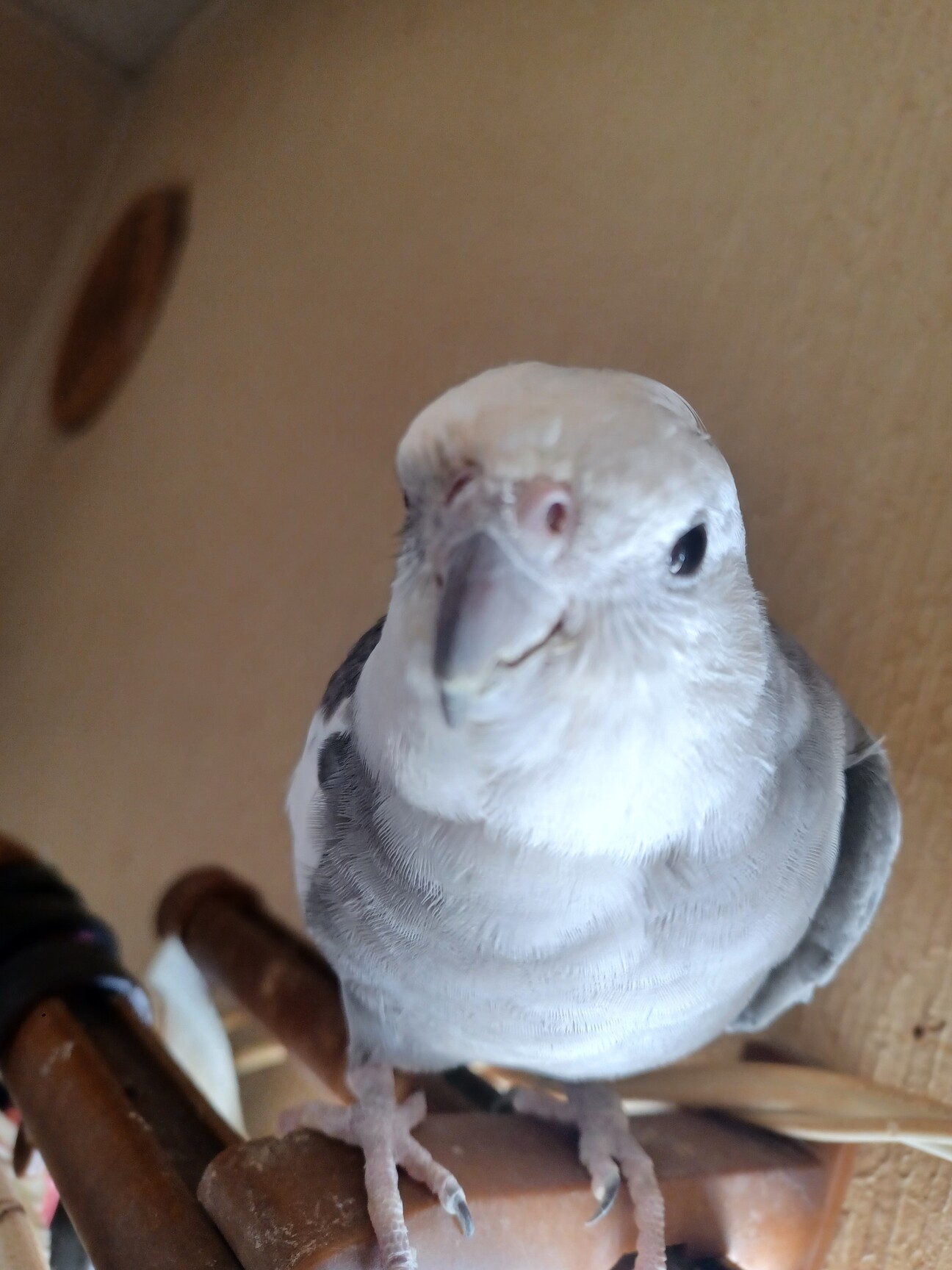 里親決まりました。」愛知県 - 鳥の里親募集(521705) 1枚目の画像 