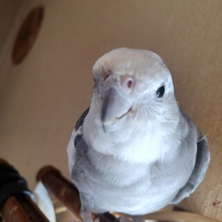 里親決まりました。