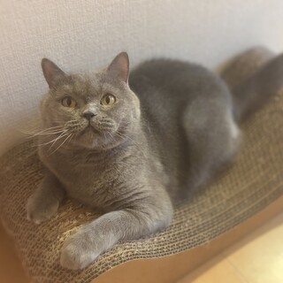 甘えん坊のブリティッシュショートヘアの女の子