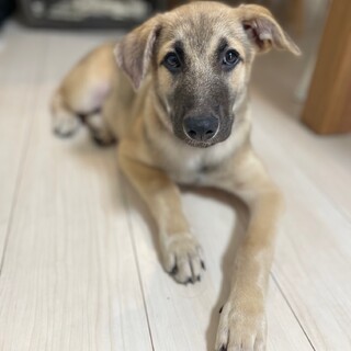 ライチ　男の子
