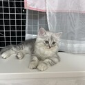 チンチラ❤️生後2ヶ月