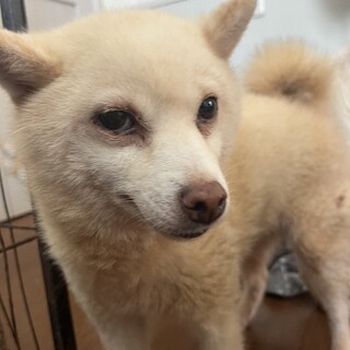 素敵なご縁がありましたとっても可愛い豆柴