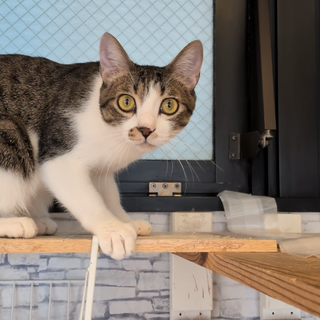 りょうげつ君♂