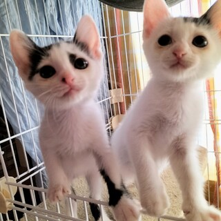 お転婆姉妹♡でこ&だんご