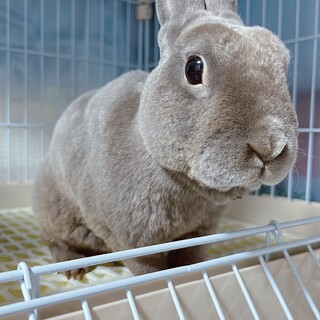 人懐っこいミニレッキス男の子！