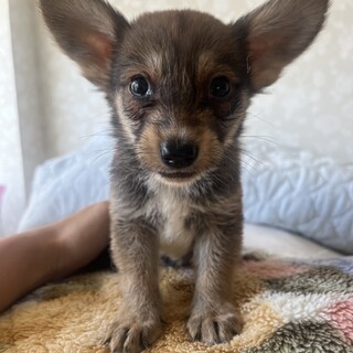 素敵なご縁がありました可愛らしい子犬ちゃん