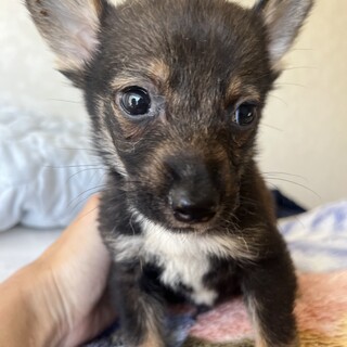 素敵なご縁がありました幼い子犬ちゃん甘えん坊さん