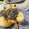 うめじそ
