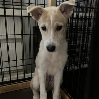 とても美犬さん。受け止めてくださる方いませんか？