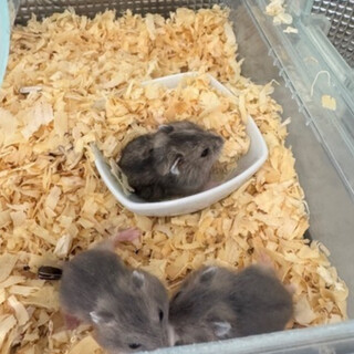 ハムスター3匹の里親募集してます！