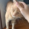【2歳半♂多摩市】甘えん坊君♪多頭飼育家庭の生まれ サムネイル6