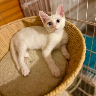 ブルーのお目々のおっとり系白猫ちゃん