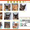 【8ヶ月♀多摩市】よく遊ぶ！多頭飼育家庭より サムネイル5