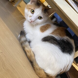 お膝乗りになった甘えん坊かなでチャン♀