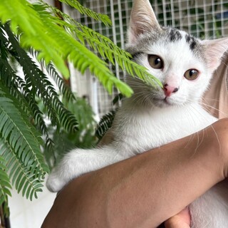 4月29日生まれの甘えん坊、健康子猫　ハク　オス