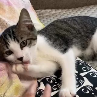 お調子者の次男タイプ