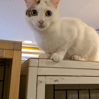 ご飯よりも甘えたいまきチャン♀