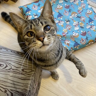 ポッポーと鳴く心優しいぽぽ丸君♂