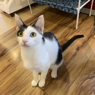倉庫で生まれた子猫ちゃん」愛知県 - 猫の里親募集(466092