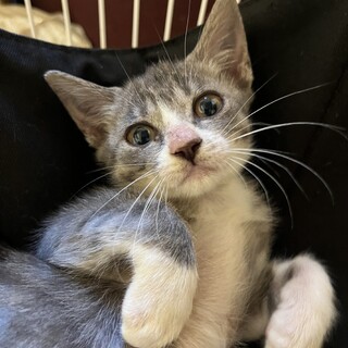 グレーのメス、おっとりした性格です！