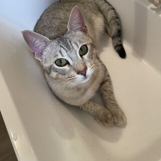 エジプシャンマウ男の子血統書あり