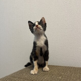 三毛猫メス、とっても元気です！